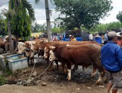 Wabah PMK Melandai, Operasional Pasar Hewan di Kabupaten Malang Tunggu Instruksi Pemprov Jatim