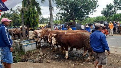 pasar hewan. (Foto: Aisyah Nawangsari/Tugu Malang)