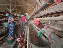 Harga Telur Naik, Dispangtan: Peternak Kota Malang Semringah Omzet Terkerek