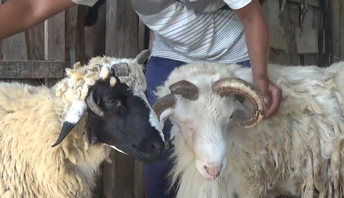 Dua domba milik Bakri, warga Tuban, yang sudah dipeliharanya sejak empat tahun lalu miliki empat tanduk.