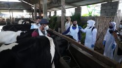 Gubernur Jawa Timur Khofifah Indar Parawansa saat meninjau pelaksanaan vaksin PMK dosis kedua di Kandang Sapi Komunal, Desa Tulungejo, Kota Batu pada Senin (25/7/2022) lalu.