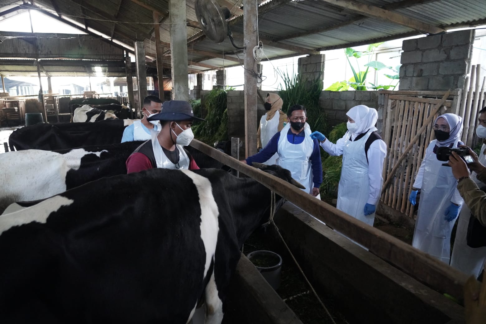 Gubernur Jawa Timur Khofifah Indar Parawansa saat meninjau pelaksanaan vaksin PMK dosis kedua di Kandang Sapi Komunal, Desa Tulungejo, Kota Batu pada Senin (25/7/2022) lalu.