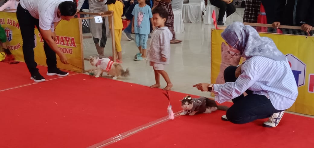 Kucing sedang catwalk di karpet merah di Kabupaten Tuban.