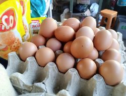 Bansos Kemensos Cair, Diduga Jadi Faktor Harga Telur Ayam Melambung