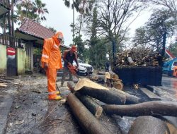 Diguyur Hujan Lebat dan Angin Kencang, 2 Mobil Tertimpa Pohon Tumbang di Kota Malang