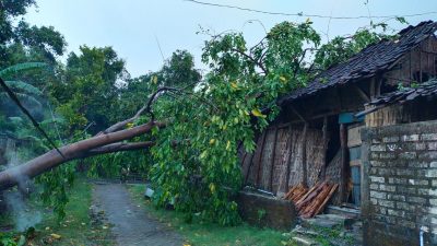 Angin puting beliung. (Foto: Dok. Relawan Bencana Kecamatan Rengel/Tugu Jatim)