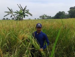 Wahyudi, Pendiri Sri Organik Nuswantara, Rela Naik Motor Ngawi-Sumatera Demi Pertanian Organik