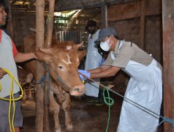 Terserang Virus PMK, 679 Hewan Ternak di Tuban Masih Dirawat dan Dipantau