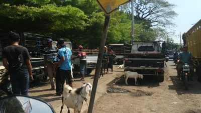 Pasar hewan di Pasuruan. (Foto: Laoh Mahfud/Tugu Jatim)