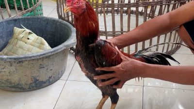 Barang bukti ayam yang diadu untuk perjudian di Tuban.