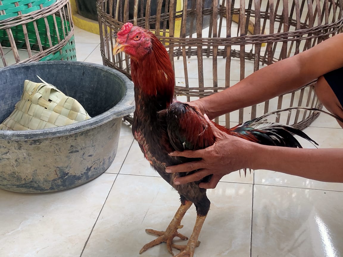 Barang bukti ayam yang diadu untuk perjudian di Tuban.