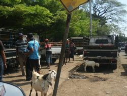 Jalanan Macet, Disperindag Kabupaten Pasuruan Desak Satgas PMK Kembali Buka Pasar Hewan
