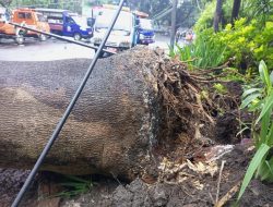 Diduga Akar Sengon Buto Lapuk, Pohon Tumbang di Malang Bikin Tembok RS hingga Tiang Provider Ambrol