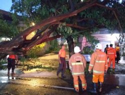 Hujan Deras dan Angin Kencang, Rumah Warga Surabaya Tertimpa Pohon Tumbang