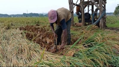 Petani Tuban. (Foto: Mochamad Abdurrochim/Tugu Jatim)