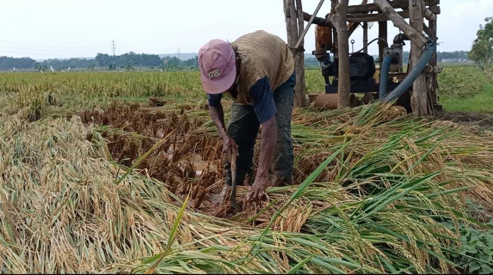 Petani Tuban. (Foto: Mochamad Abdurrochim/Tugu Jatim)