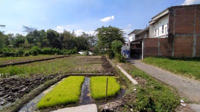 Sawah Kota Batu. (Foto: M. Ulul Azmy/Tugu Malang)