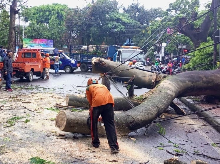 pohon tumbang. (Foto: BPBD Kota Malang/Tugu Jatim)