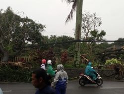 Hujan Deras Bikin 14 Pohon Tumbang, 1 Rumah di Kepanjen Malang Rusak Berat