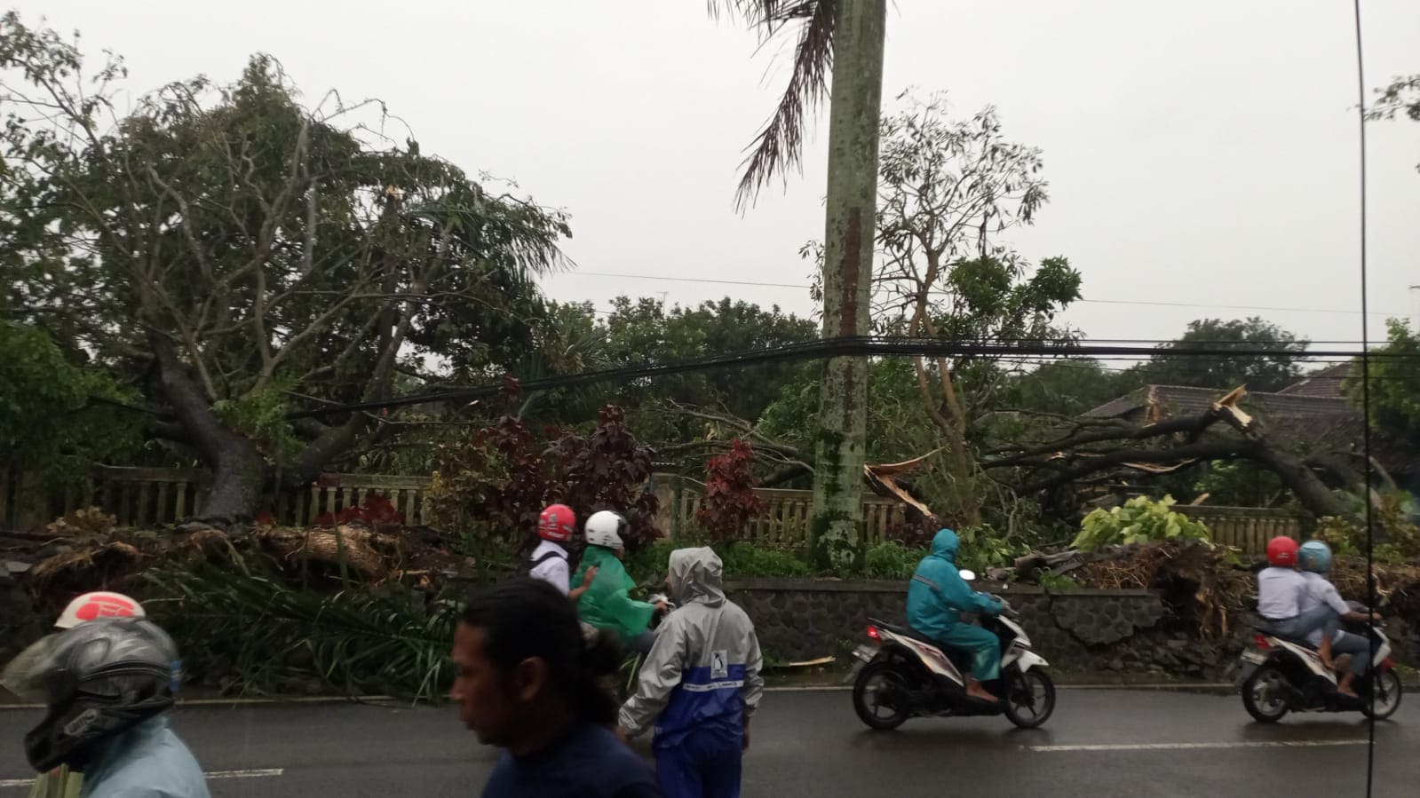 Pohon tumbang. (Foto: BPBD Kabupaten Malang/Tugu Jatim)
