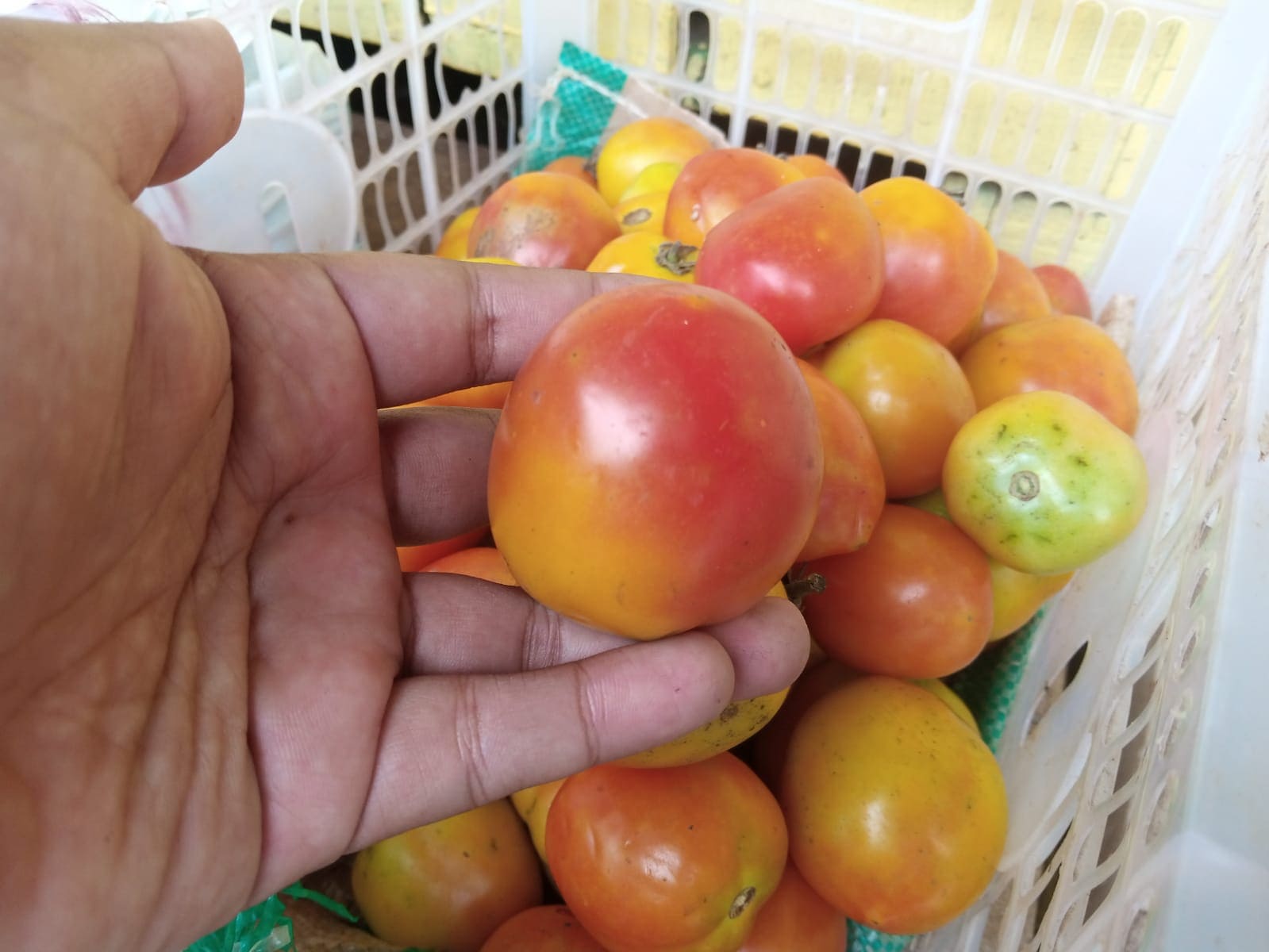 Harga tomat di Pasar Baru Tuban.(Foto: Mochamad Abdurrochim/Tugu Jatim)