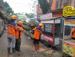 Insiden Pohon Tumbang, 4 Kios Pedagang Alun-Alun Kota Batu Rusak Berat