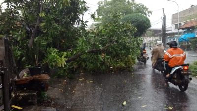 Pohon tumbang di Kota Surabaya.(Foto: Rahman Hakim/Tugu Jatim)