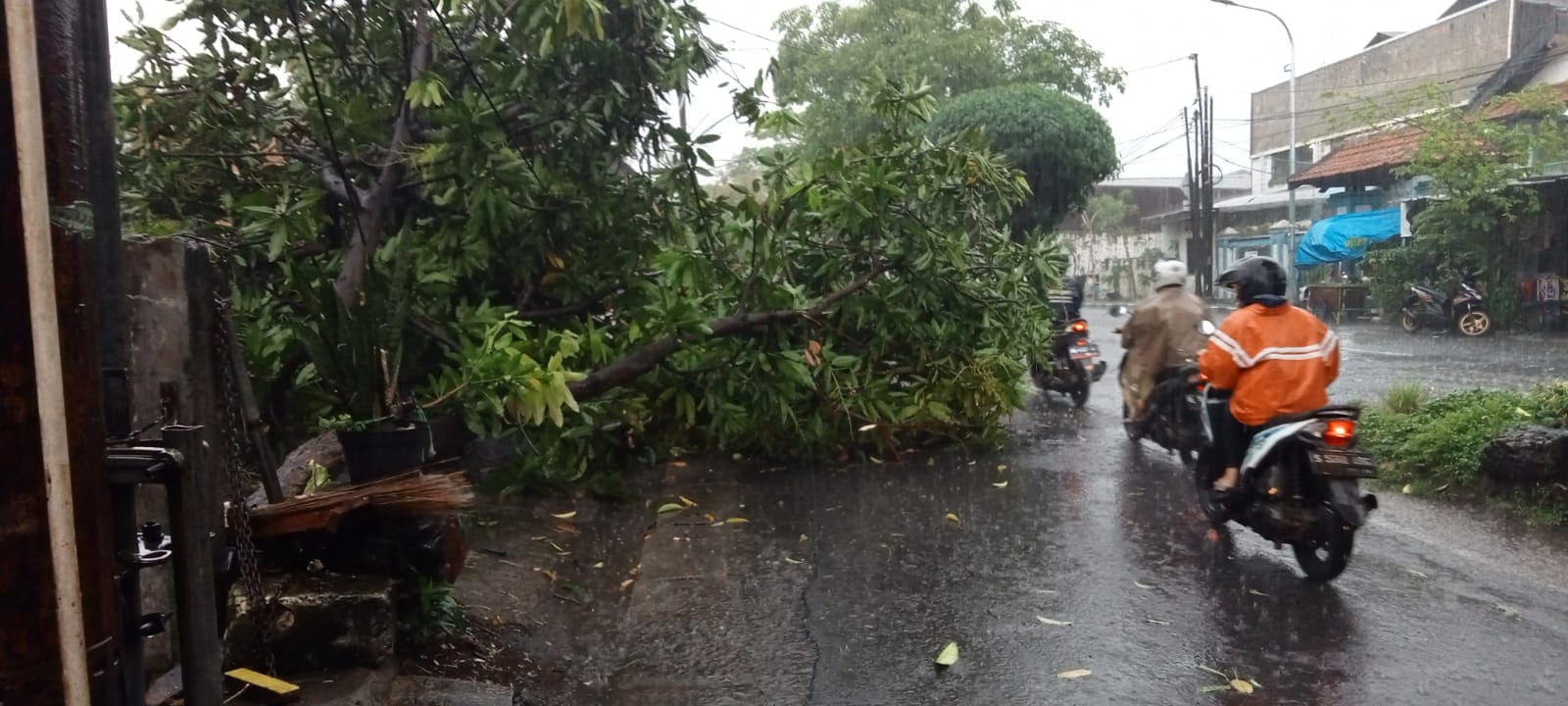 Pohon tumbang di Kota Surabaya.(Foto: Rahman Hakim/Tugu Jatim)