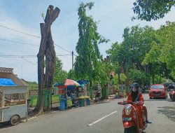Pohon di Sepanjang Jalan Basuki Rahmat Tuban Dipangkas