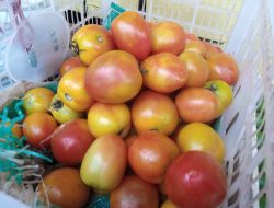 Harga Tomat di Pasar Baru Tuban Meroket Capai Rp14 Ribu Per Kilo, Apa Penyebabnya?