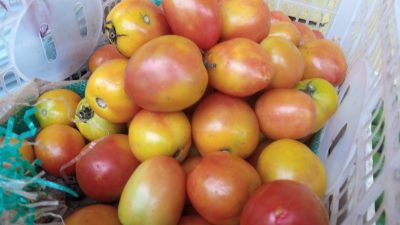 Harga tomat di Pasar Baru Tuban.(Foto: Mochamad Abdurrochim/Tugu Jatim)
