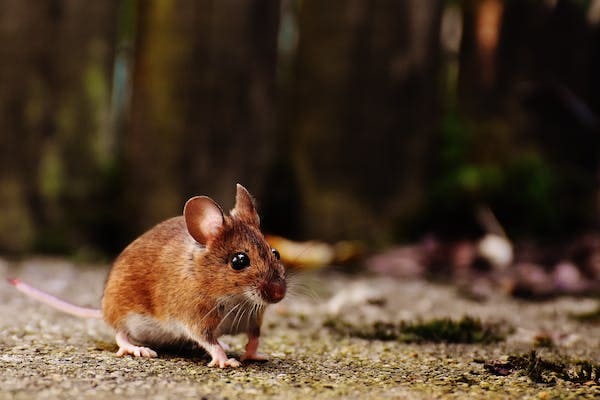 Penyakit kencing tikus. (Foto: Pexels/Tugu Jatim)