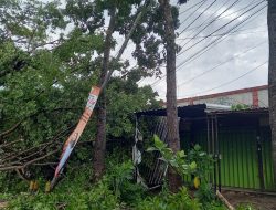 Insiden Pohon Tumbang Setinggi 20 Meter di Pakisaji Malang, Bikin 6 Kios Terdampak