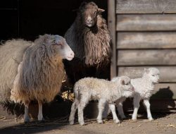Salurkan 90 Ekor Domba, Baznas Pusat Beri Bantuan Kelompok Ternak Tuban untuk Pemberdayaan