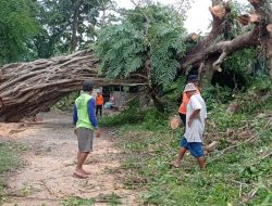 Diterjang Angin Kencang, Pohon Tumbang Setinggi 7 Meter Tutupi Jalan Poros Desa