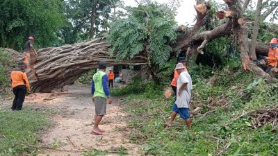 Diterjang Angin Kencang, Pohon Tumbang Setinggi 7 Meter Tutupi Jalan Poros Desa
