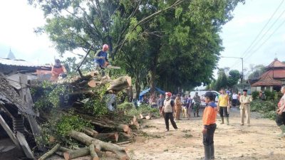 Pohon Beringin Tumbang di Gondanglegi Malang, Sempat Tutup Akses Jalan dari Kota Malang