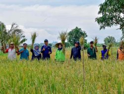 Petani Surabaya Panen 22,4 Ton Padi, Hasil Manfaatkan Eks Lahan Pemkot