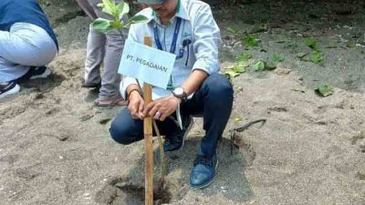 Peduli Lingkungan, PT Pegadaian Tanam Mangrove di Pesisir Pantai Bangsring Banyuwangi