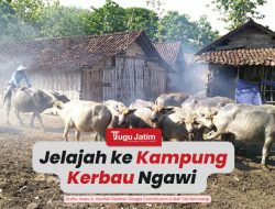 Tradisi Gubrekan Mahesa dan Cerita Tentang Kampung Kerbau di Ngawi