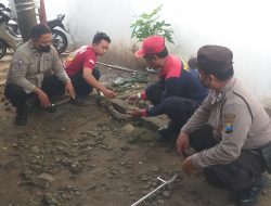 Ular Piton Kembali Ditemukan di Area BRI Unit Plumpang Tuban
