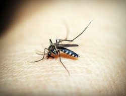 651 Kasus Demam Berdarah Dengue Terjadi di Tuban Selama 2022