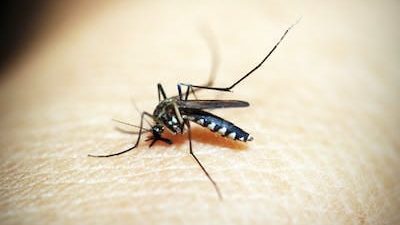 651 Kasus Demam Berdarah Dengue Terjadi di Tuban Selama 2022