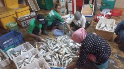 Sempat Terpuruk Akibat Cuaca Ekstrem, Tangkapan Ikan Nelayan di Pasuruan Mulai Normal
