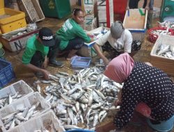 Sempat Terpuruk Akibat Cuaca Ekstrem, Tangkapan Ikan Nelayan di Pasuruan Mulai Normal