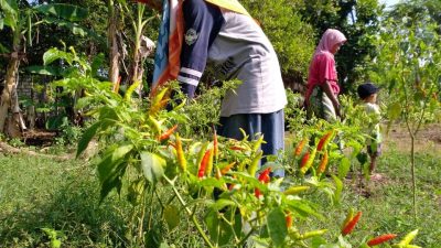 Petani Tuban.