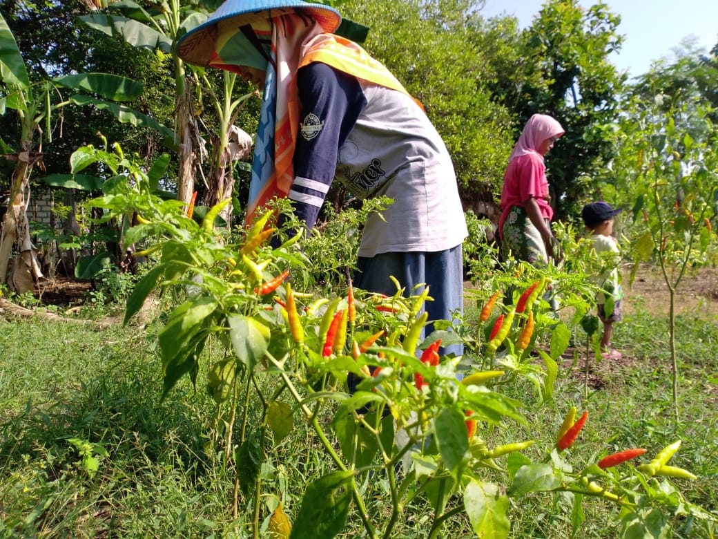 Petani Tuban.
