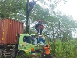 Jalibar Macet! Pohon Tumbang “Disenggol” Truk Kontainer Bermuatan Susu Kemasan di Kepanjen Malang