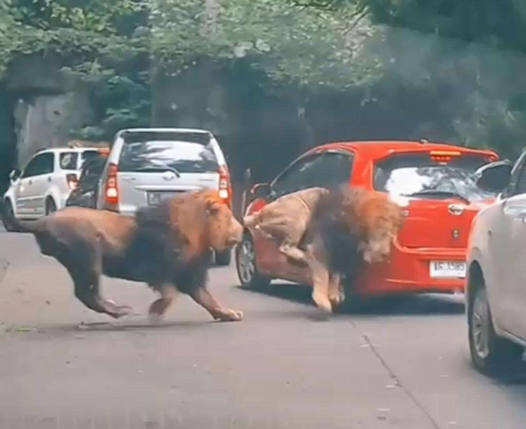taman safari tugu jatim