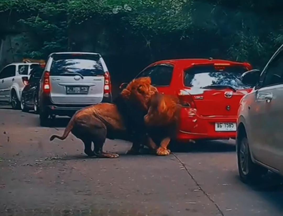 taman safari tugu jatim
